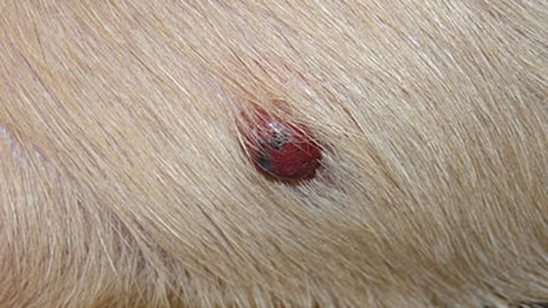 Hepatitis Contagiosa Canis - Hepatit 02